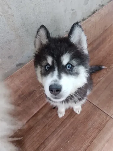 Husky siberiano 