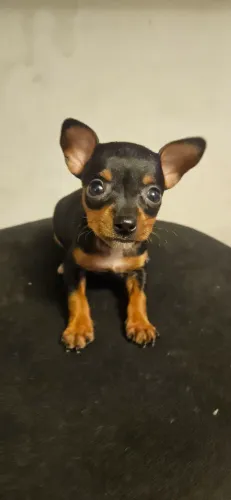 Pinscher fêmea 0