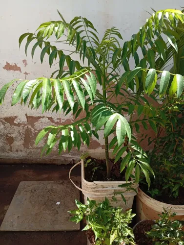 Mudas frutíferas grande na Lata