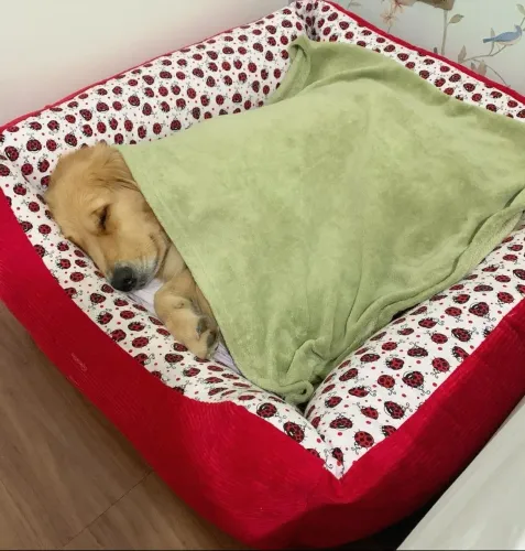 Camas pet pra Golden/Buldogues/Portegrande