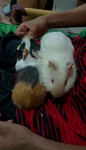 Porquinho da índia 