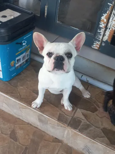 Bulldog francês