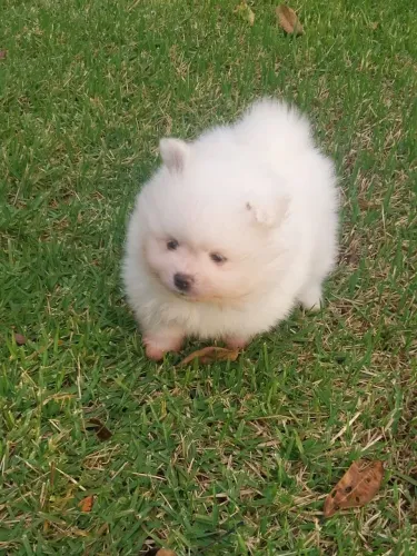 Spitz Alemão Anão Branco Neve