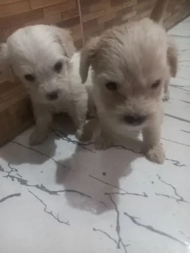 2 lindos filhotes de poodle
