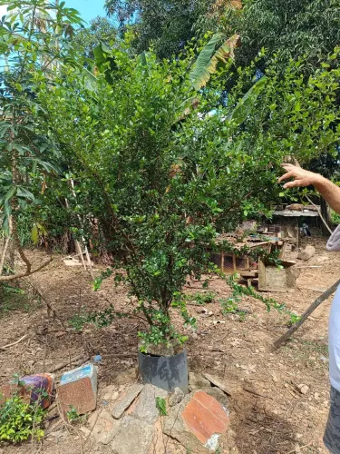Muda de acerola produzindo - Já com frutos!