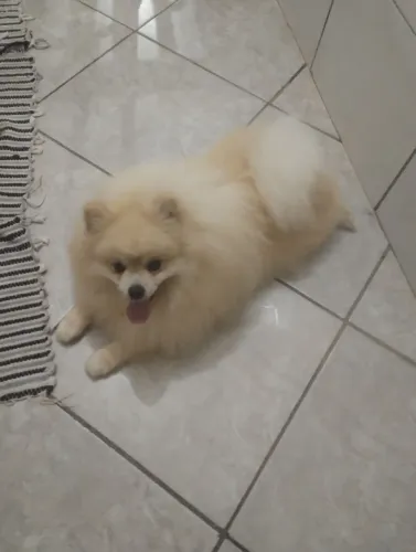 Sptiz Alemão Macho