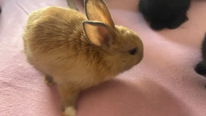 Coelhinhos só vendo para Araguaína TO