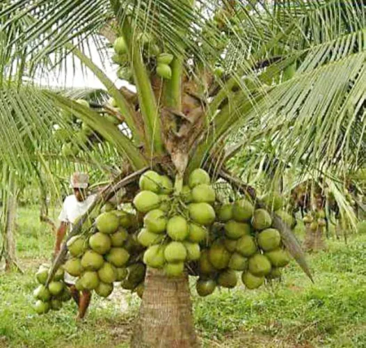 Mudas de coco anão