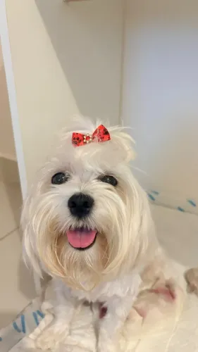 Filhotes de maltês