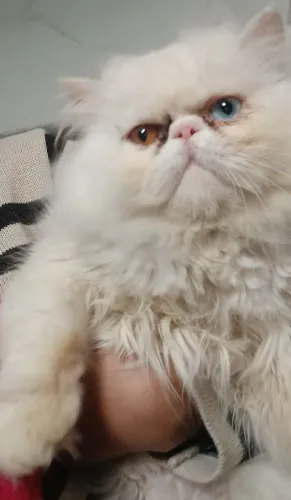 Lindo gato persa