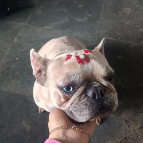 Bulldog francês exótica ESTUDO PROPOSTAS