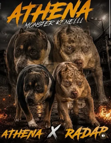 Lindos filhotes de Pitbull