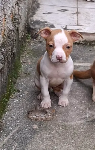 Filhote Pitbull fêmea