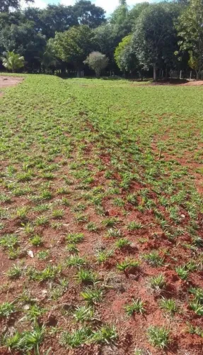 140 Metros de Grama Bermuda Direto da Fazenda 