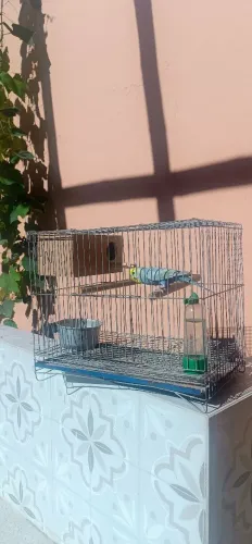 Gaiola