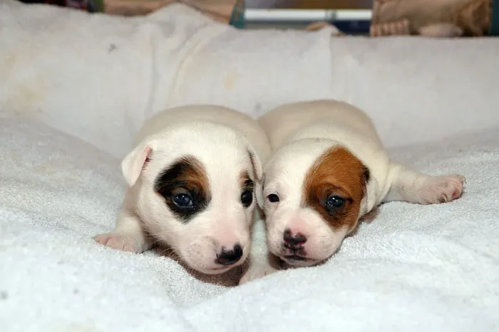 Jack Russel Terrier - Filhotes com energia de sobra