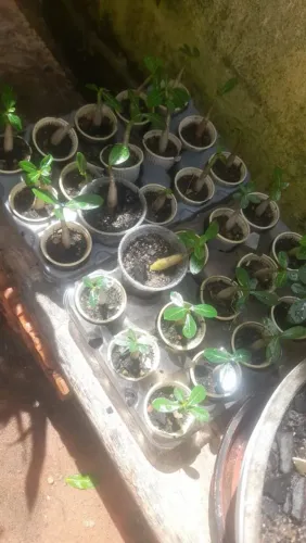 Rosa do deserto arábica a 4 reais  a unidade 