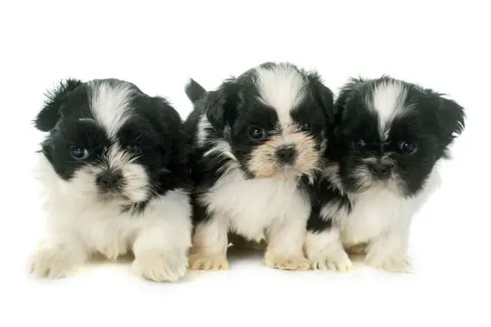 poodle x shitzu lindos e peludos