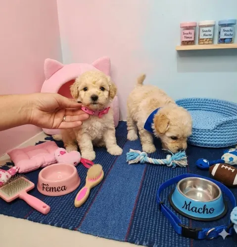 Poodle toy 