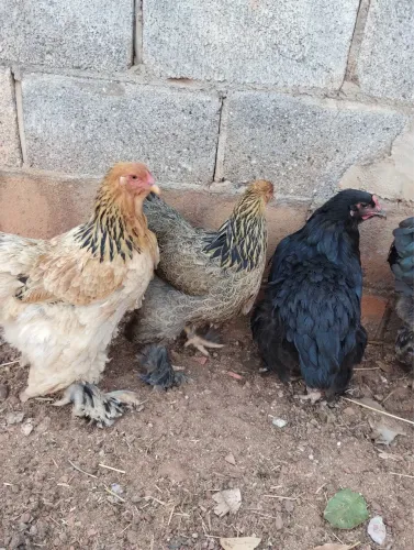 Galinha Brahma