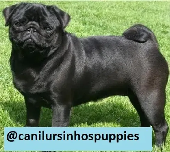 Pug lindos bebes disponíveis garanta hoje seu !