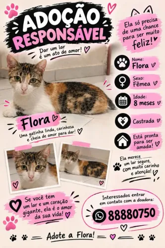 Gato pra adoção 
