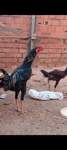 Vende-se um galo mestiço indo com caipira