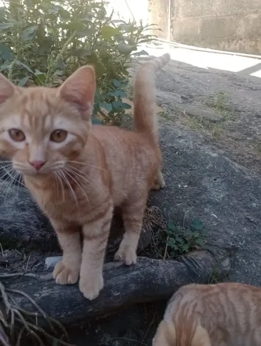 Gatinhos macho para doação 