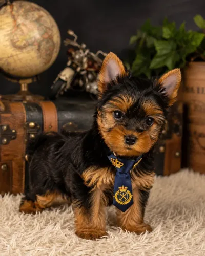 Encantadores filhotes de yorkshire terrier macho
