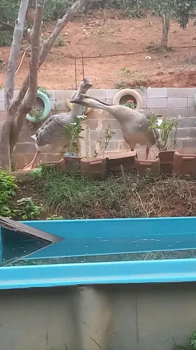 Casal de ganso africanos 