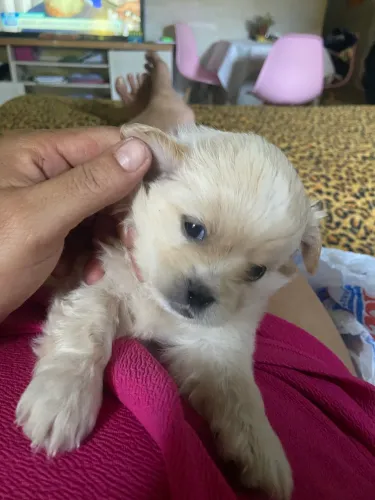 Filhote de Shih Tzu 