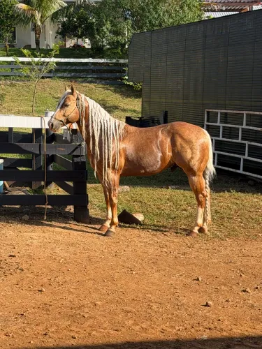 Cavalo quarta de milha
