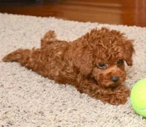 Poodle Red 