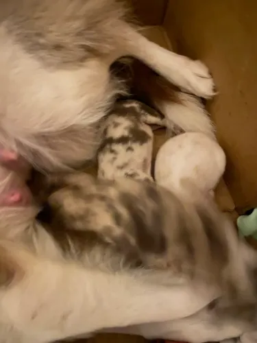 Adoção cachorro