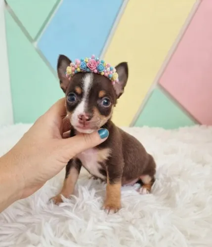 Pinscher encanto da casa