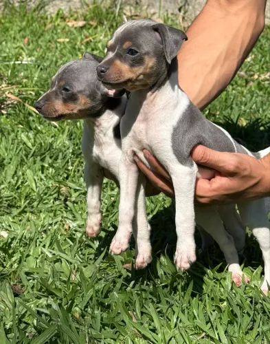 Filhotes Terrier Brasileiro (Fox Paulistinha)