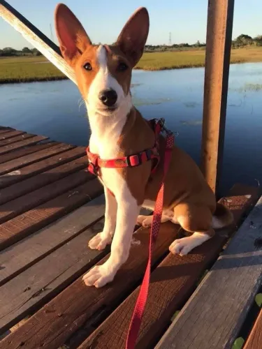 Basenji - o cão que não late em promoção