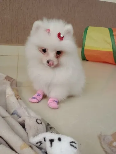 Spitz alemão Anã, Ursinha Branca com pedigree em 10x no cartão.