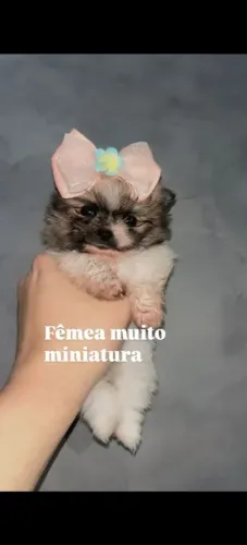 Spitz alemão