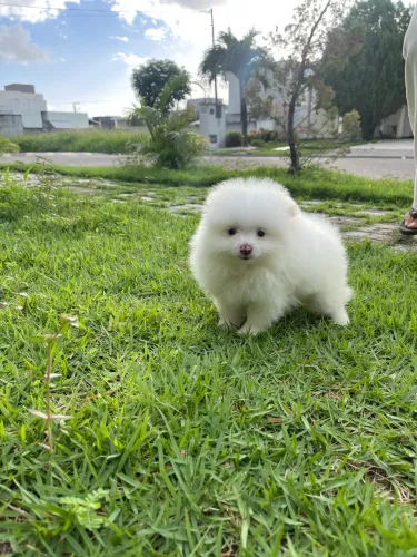 Spitz Alemão Macho com Pedigree