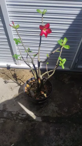 Rosa do deserto vermelha
