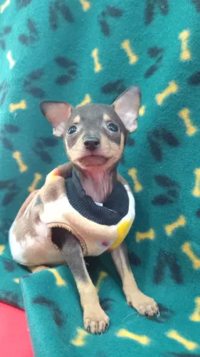 PINSCHER MACHO 