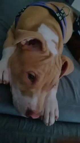 Filhote de pitbull
