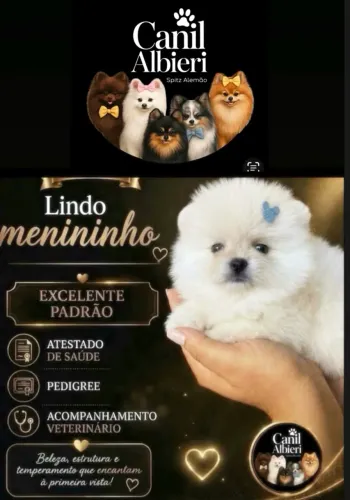 Spitz alemão Lulu