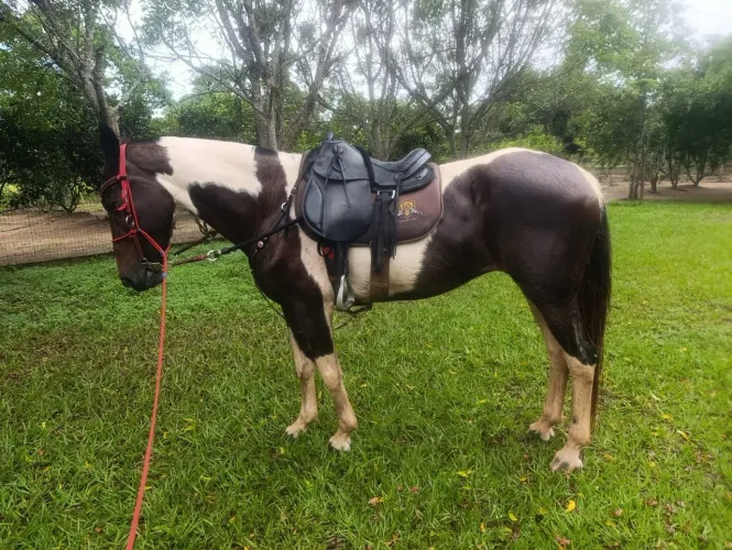 Egua de porte pampa de castanho, boa de caminhada bem bem docil e tranquila!!