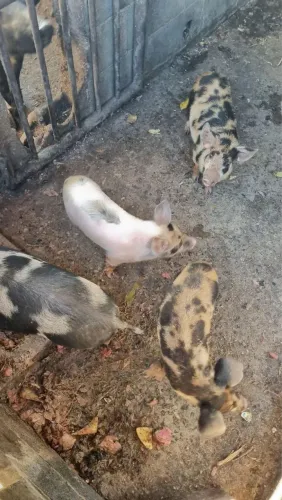 animal