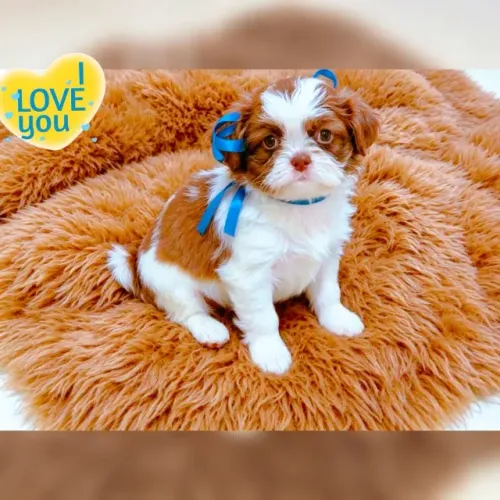 Lindo demais!! Filhote de Shih tzu macho, parcelamos em até 12x