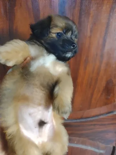 Filhotes de shinarian lindos!!