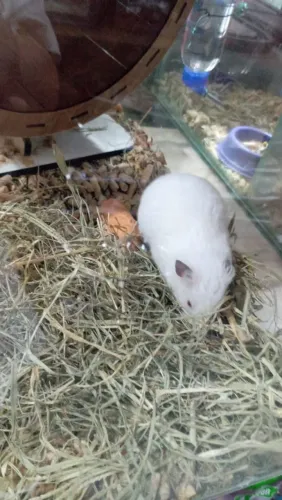 Vendo hamster
