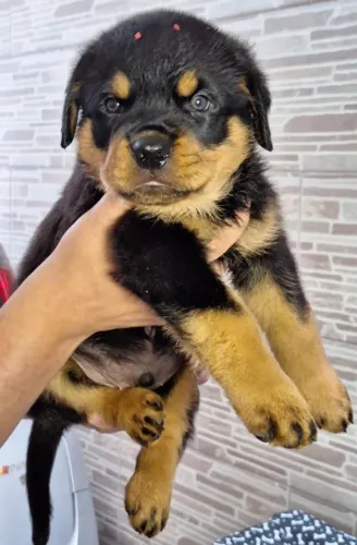 Filhotes de Rottweiler | Sempre de bom humor.